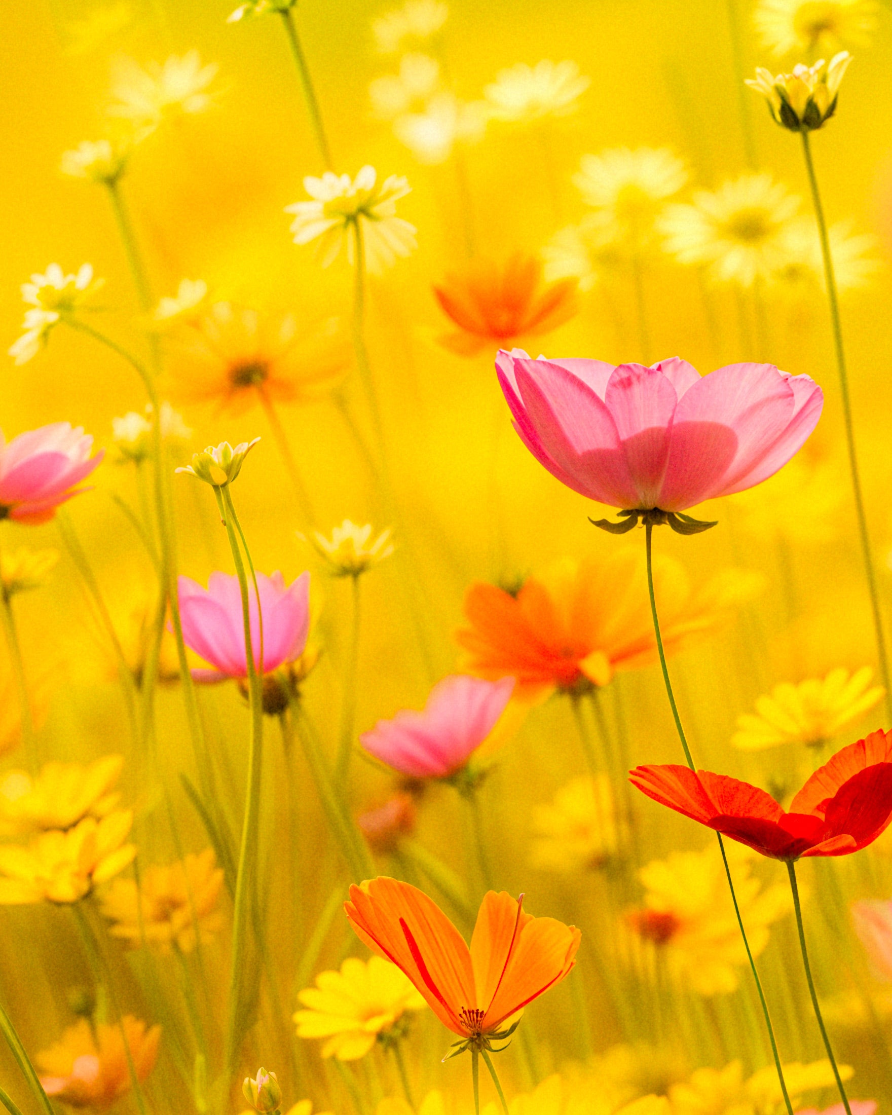 Póster de verano, flores