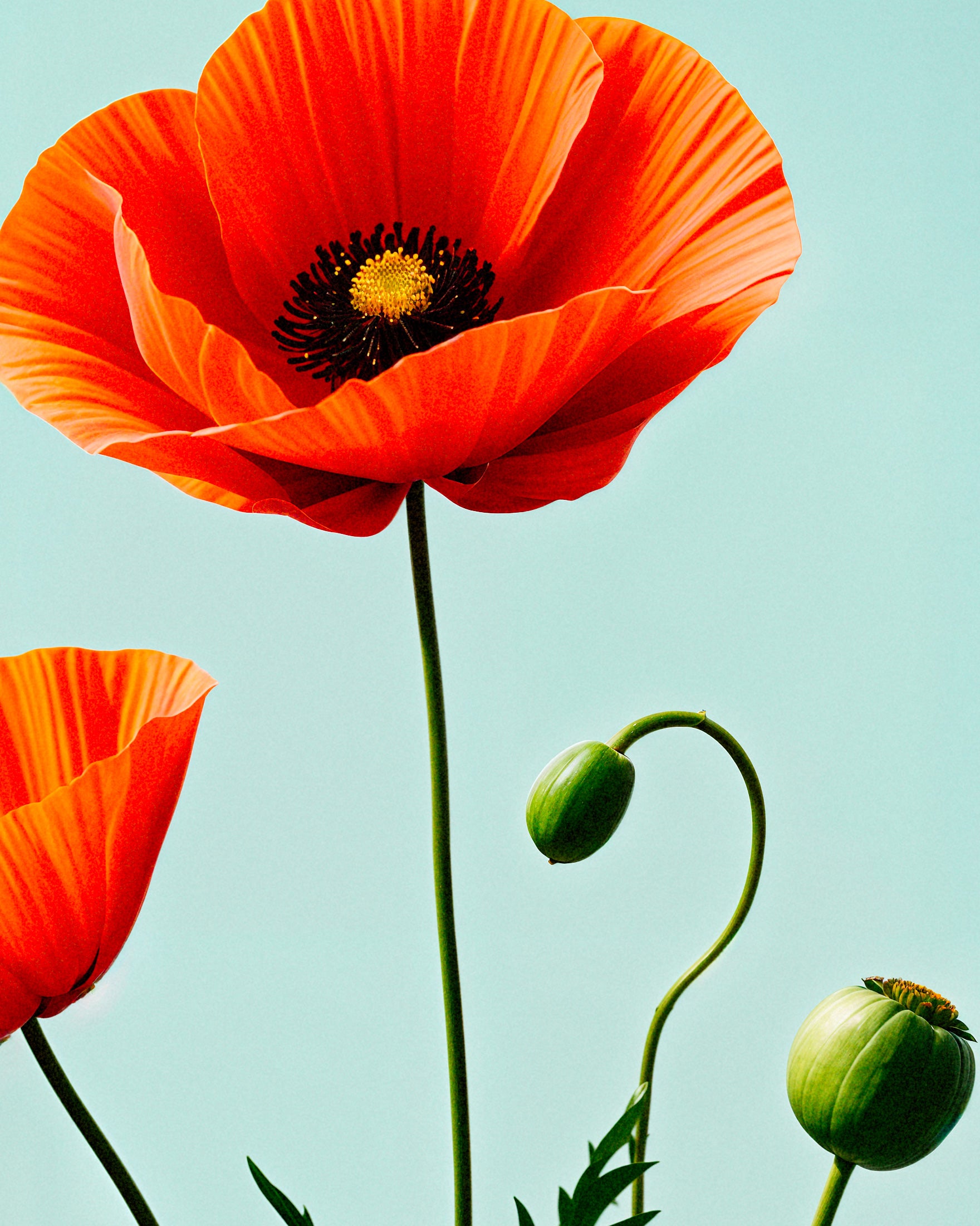 Amapolas 02 - póster