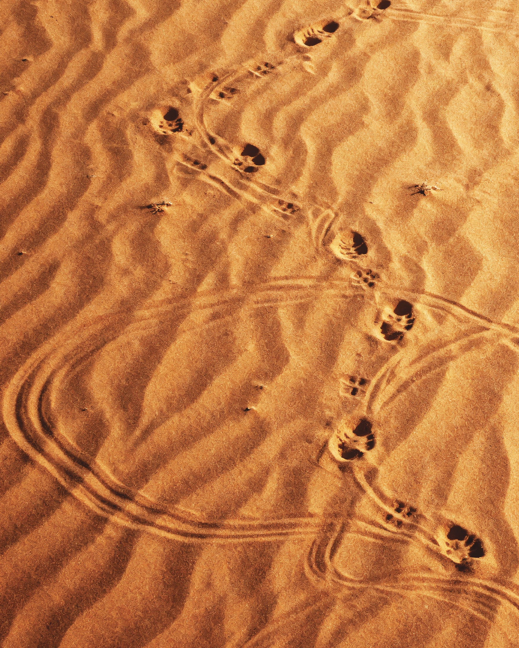 Dune Sandwalk, pósters con marcas en la arena del desierto